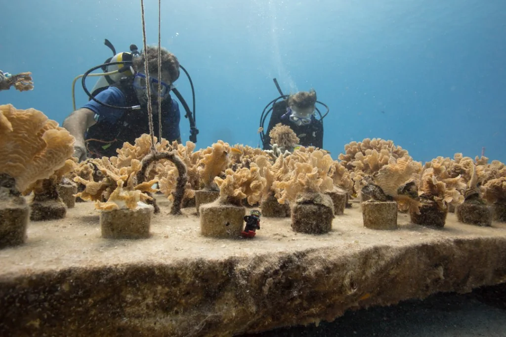 Divers tending coral fragments mounted on a nursery table underwater