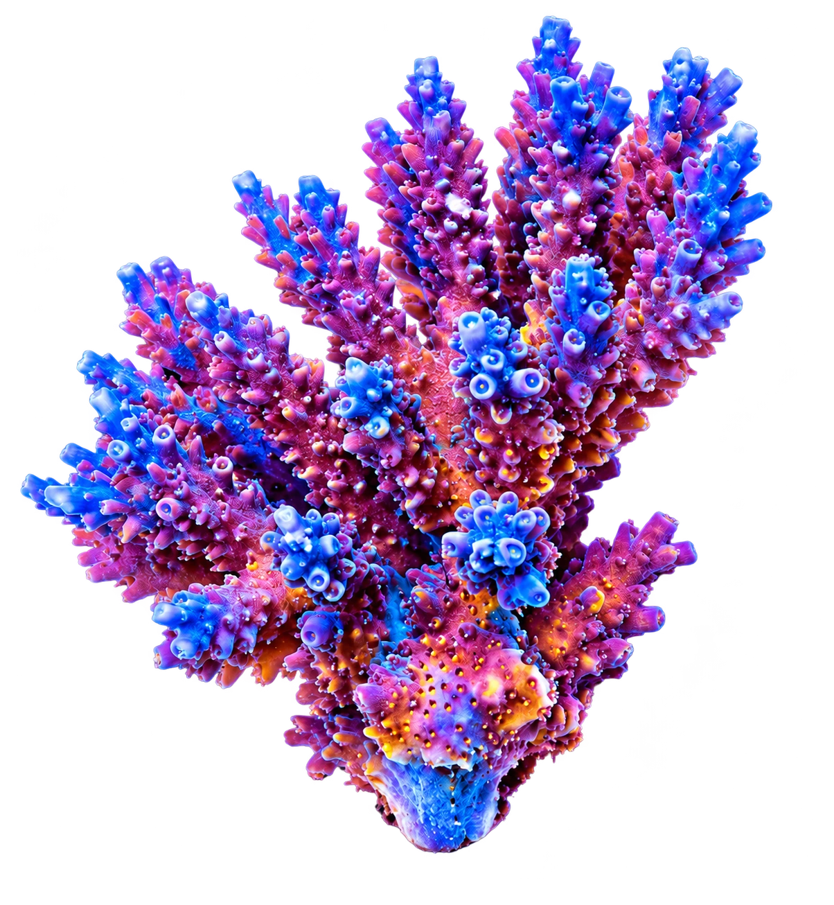 Branching Acropora coral in blue and violet tones