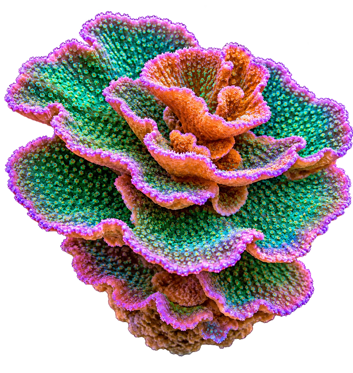 Layered Montipora coral in green, orange and violet tones