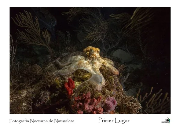 Award-winning night nature photograph of marine life