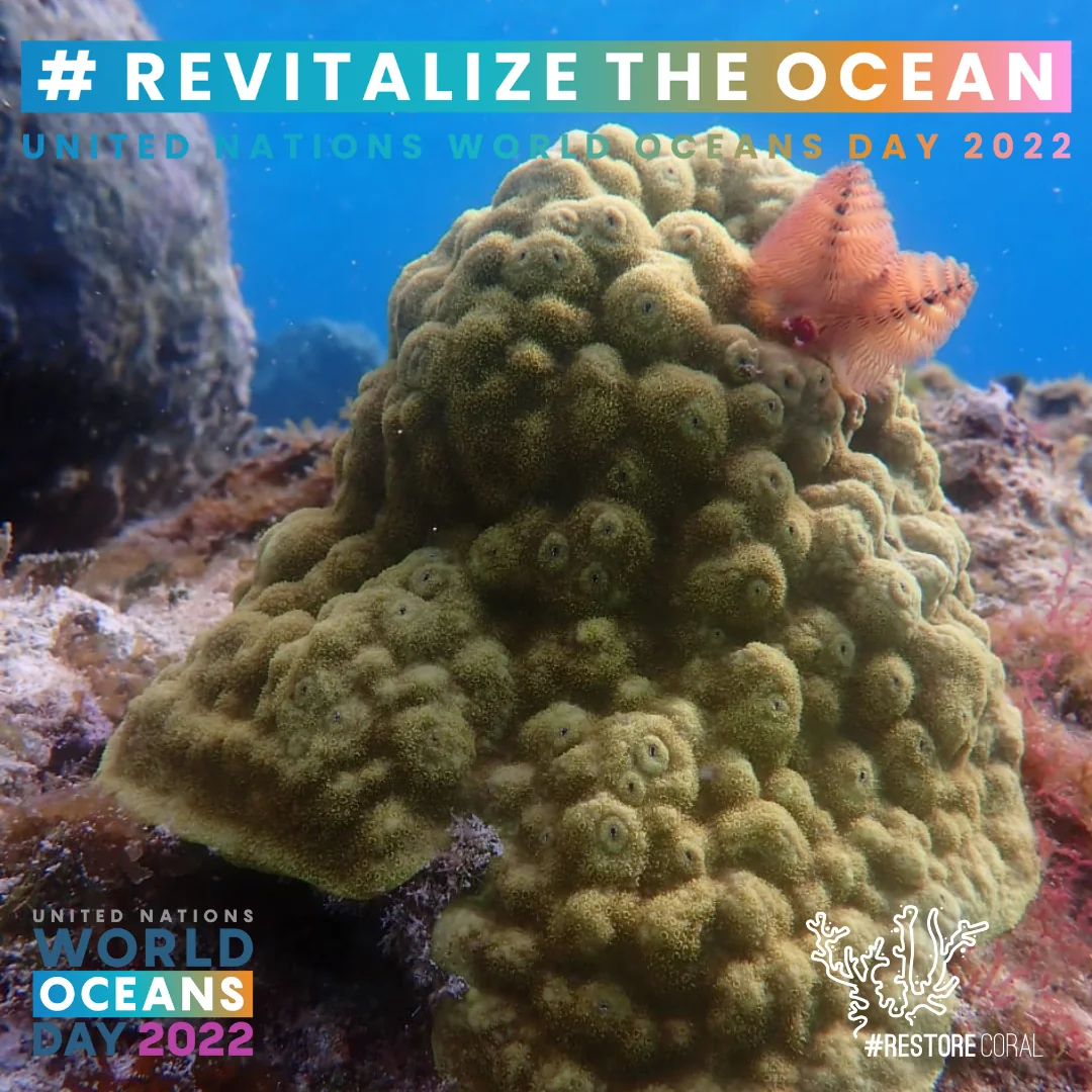 Coral colony with a starfish, marking United Nations World Oceans Day 2022
