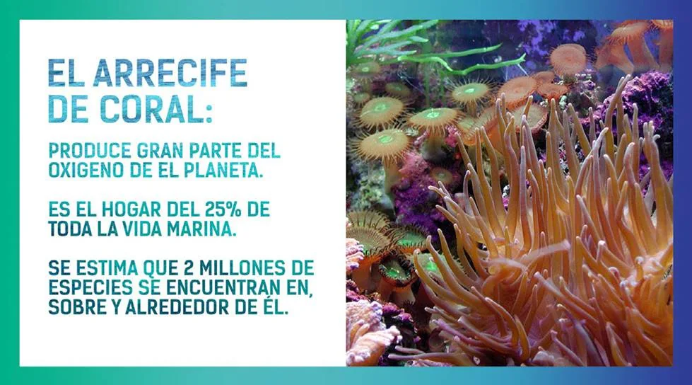 Aerial view of the reef and coastline of the Mexican Caribbean