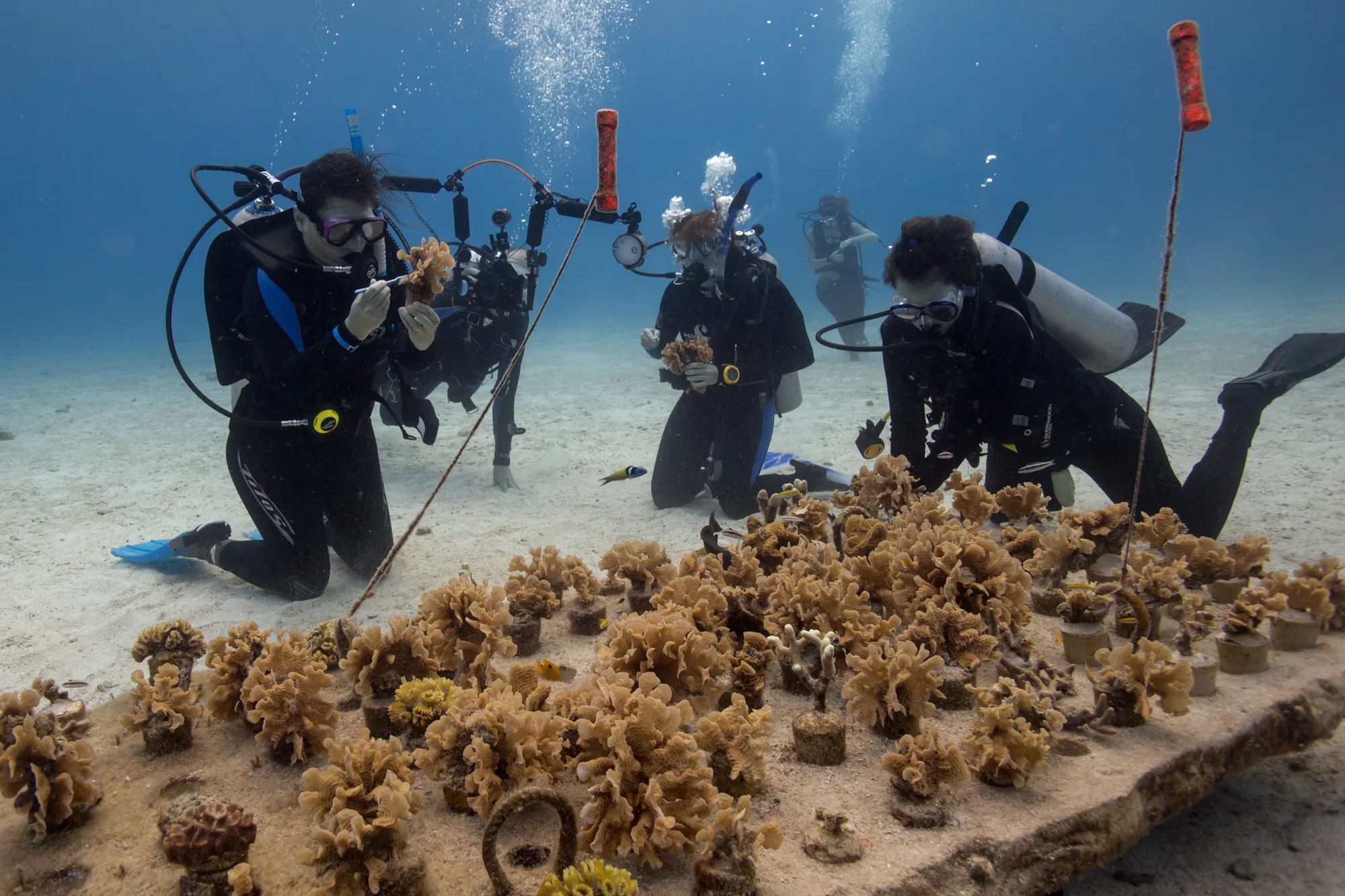 Divers working with coral fragments on a nursery table in the Mexican Caribbean