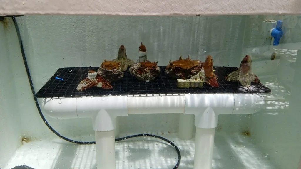 Coral fragments growing on a tray inside a seawater tank