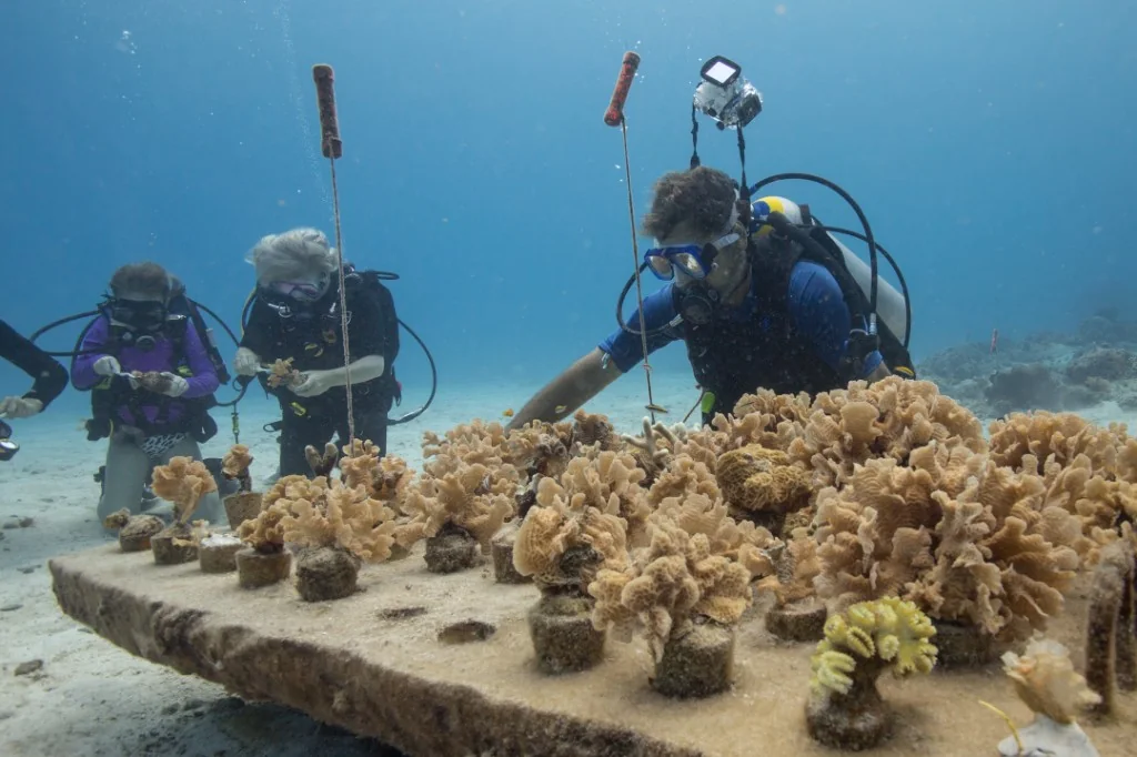 Divers handling coral fragments above a nursery table